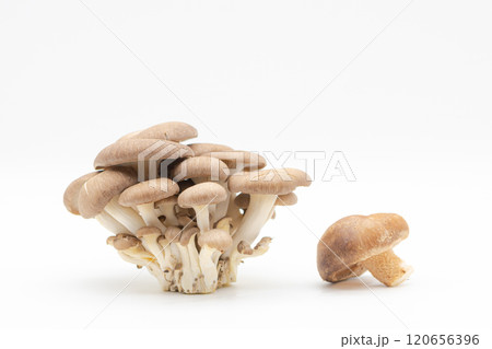 秋の味覚のきのこの素材写真　平茸としいたけ 120656396