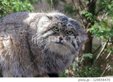目の端から頬に黒色の縞が特長のマヌルネコ 、別名モウコヤマネコ 目の端から頬に黒色の縞が特長のマヌルネコ 、別名モウコヤマネコ 120656470