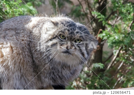目の端から頬に黒色の縞が特長のマヌルネコ 、別名モウコヤマネコ 目の端から頬に黒色の縞が特長のマヌルネコ 、別名モウコヤマネコ 120656471