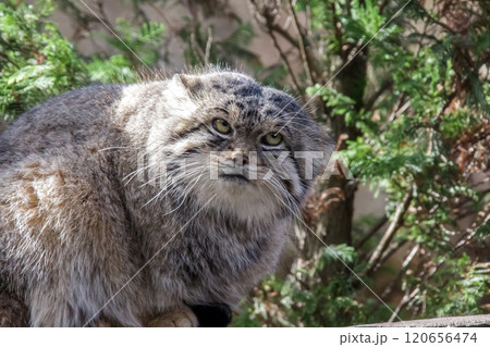 目の端から頬に黒色の縞が特長のマヌルネコ 、別名モウコヤマネコ 120656474
