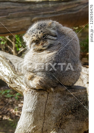 目の端から頬に黒色の縞が特長のマヌルネコ 、別名モウコヤマネコ 120656476