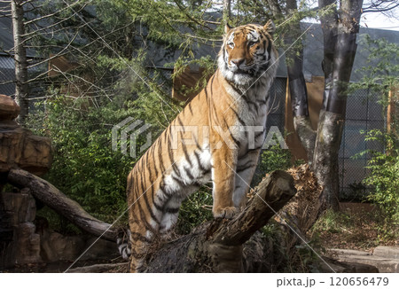 四肢内側は意外に白い猛獣トラだが、ネコに似てかわいい顔だち 四肢内側は意外に白い猛獣トラだが、ネコに似てかわいい顔だち 120656479