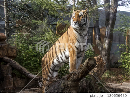 四肢内側は意外に白い猛獣トラだが、ネコに似てかわいい顔だち 四肢内側は意外に白い猛獣トラだが、ネコに似てかわいい顔だち 120656480