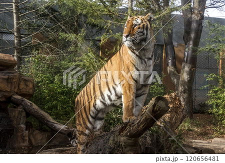 四肢内側は意外に白い猛獣トラだが、ネコに似てかわいい顔だち 四肢内側は意外に白い猛獣トラだが、ネコに似てかわいい顔だち 120656481