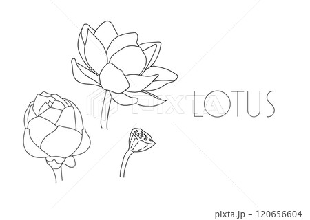 蓮の花　スイレン　水連　花　イラスト　線画　シンプル　透過 120656604