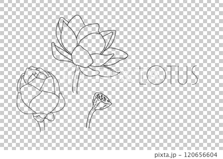蓮の花　スイレン　水連　花　イラスト　線画　シンプル　透過 120656604