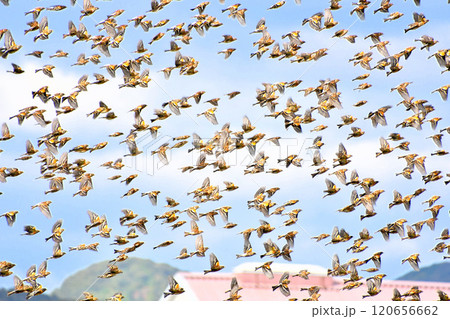 飛翔する小鳥の群れ 120656662