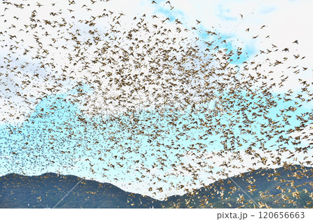 飛翔する小鳥の大群 120656663