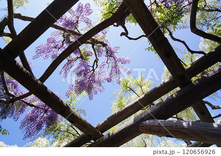 藤棚の下から見た藤の花と青空 120656926