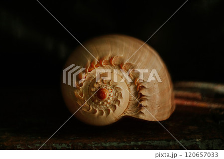 An image of a large empty ocean snail shell. Underwater animals. Seashells. Interior photo. Melo Diadem 120657033
