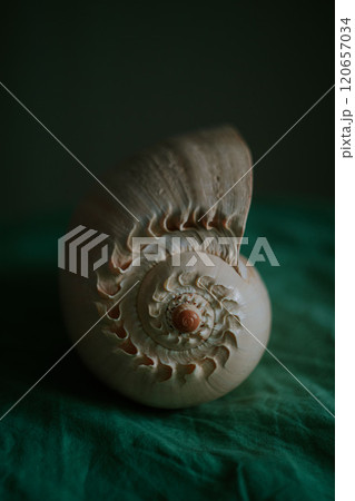 An image of a large empty ocean snail shell. Underwater animals. Seashells. Interior photo. Melo Diadem 120657034