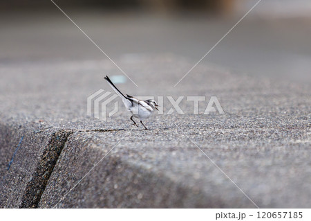 防波堤から飛び立つ可愛いハクセキレイ（セキレイ科）静岡県伊豆半島賀茂郡南伊豆町中木ヒリゾ浜2024年 120657185