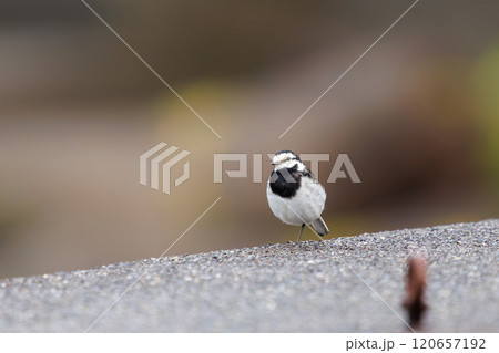 防波堤から飛び立つ可愛いハクセキレイ（セキレイ科）静岡県伊豆半島賀茂郡南伊豆町中木ヒリゾ浜2024年 120657192