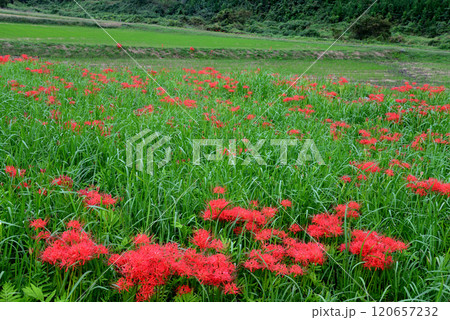 蓑沢彼岸花公園　2024-9-29　＃21 120657232