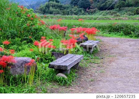 蓑沢彼岸花公園　2024-9-29　＃24 120657235