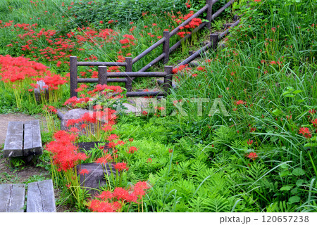 蓑沢彼岸花公園　2024-9-29　＃27 120657238