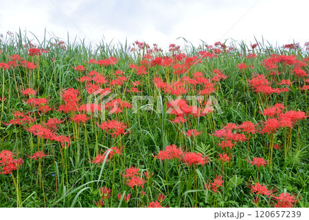 蓑沢彼岸花公園　2024-9-29　＃28 120657239