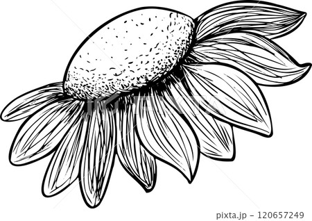 Head Flower Daisy, Gerbera or Sunflower Side View Graphic Black and White Illustration for Print and Web Design of Physical Products and Projects 120657249