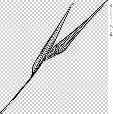 Blade of Grass with Long Stem Graphic Black and White Illustration for Print and Web Design of Physical Products and Projects 120657250