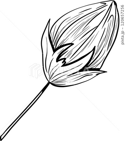 Closed Flower Bud on Short Stem Graphic Black and White Illustration for Print and Web Design of Physical Products and Projects Closed Flower Bud on Short Stem Graphic Black and White Illustration for Print and Web Design of Physical Products and Projects 120657256