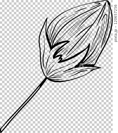 Closed Flower Bud on Short Stem Graphic Black and White Illustration for Print and Web Design of Physical Products and Projects Closed Flower Bud on Short Stem Graphic Black and White Illustration for Print and Web Design of Physical Products and Projects 120657256