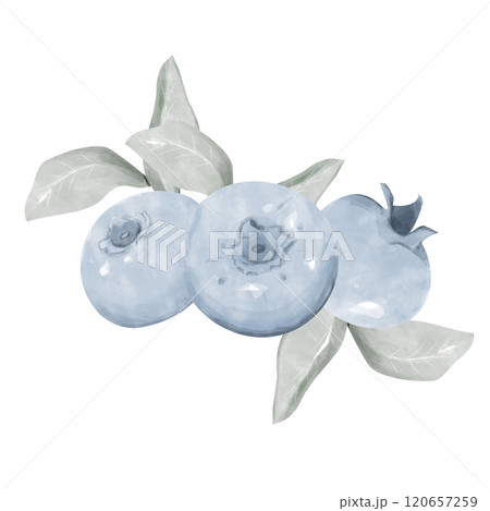 Blueberry with Leaves, Composition with Three Berries Lying on Green Leaves, Watercolor Digital Illustration for Print and Web Use Blueberry with Leaves, Composition with Three Berries Lying on Green Leaves, Watercolor Digital Illustration for Print and Web Use 120657259