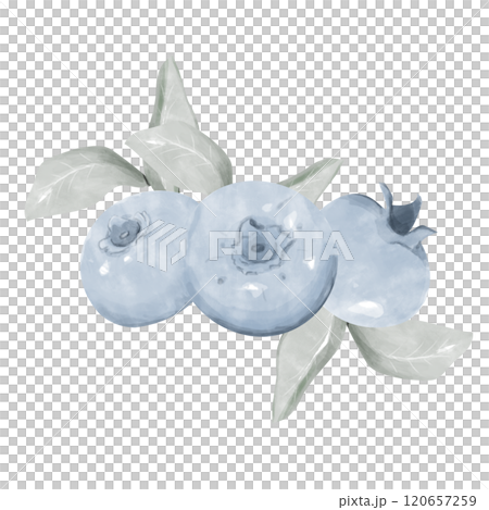 Blueberry with Leaves, Composition with Three Berries Lying on Green Leaves, Watercolor Digital Illustration for Print and Web Use Blueberry with Leaves, Composition with Three Berries Lying on Green Leaves, Watercolor Digital Illustration for Print and Web Use 120657259