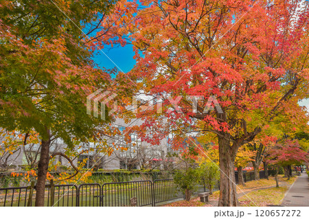 京都市　秋の岡崎エリア周辺の街並み 120657272