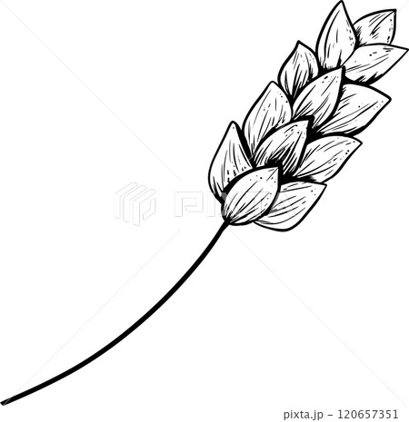 Wheat Ear On Stem Graphic Vector From Chicken Farm Collection, Black And White Illustration For Design Of Products Printing And Web	 120657351