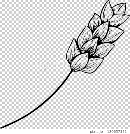 Wheat Ear On Stem Graphic Vector From Chicken Farm Collection, Black And White Illustration For Design Of Products Printing And Web	 120657351