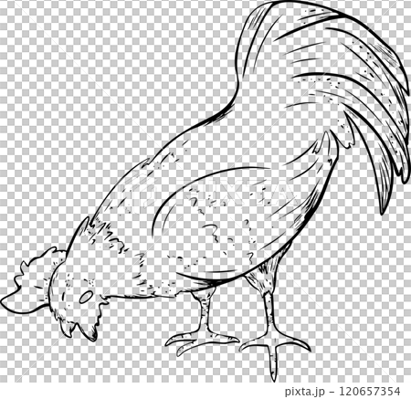 bird, rooster, silhouette 120657354