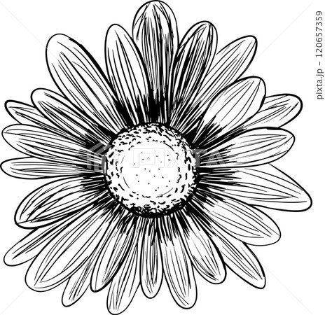 Daisy, Gerbera or Sunflower Flower Head Graphic Black and White Illustration for Print and Web Design of Physical Products and Projects	 120657359