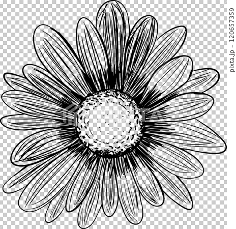 gerbera, sunflower, bloom 120657359