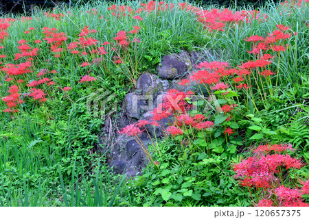 蓑沢彼岸花公園　2024-9-29　＃31 120657375