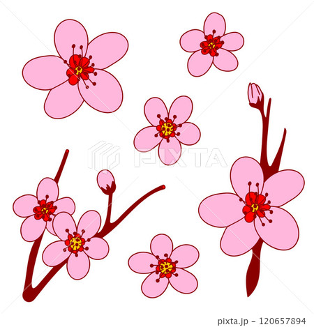 Plum blossom. A set of blooming plum flowers, simple icon clipart collection, pink, red, yellow, isolated on a white background. Lunar New Year symbol, web and digital design elements, greeting cards 120657894