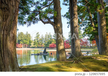 秋の毛越寺浄土庭園 杉巨木と大泉が池 岩手県 秋の毛越寺浄土庭園 杉巨木と大泉が池 岩手県 120657895