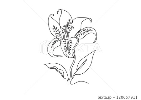 Single continuous line drawing beauty fresh tiger lily for home decor wall art poster print. Printable decorative lilium flower for wedding invitation. One line draw graphic design vector illustration 120657911