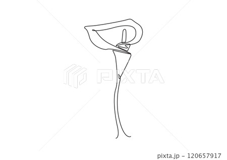 Single one line drawing beauty fresh zantedeschia for garden logo. Printable decorative arum lily flower for home decor wall art print. Modern continuous line draw design graphic vector illustration 120657917