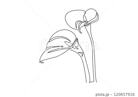 Single one line drawing of beauty fresh arum lily for garden logo. Printable decorative zantedeschia flower concept for home wall decor poster. Continuous line draw design graphic vector illustration Single one line drawing of beauty fresh arum lily for garden logo. Printable decorative zantedeschia flower concept for home wall decor poster. Continuous line draw design graphic vector illustration 120657918