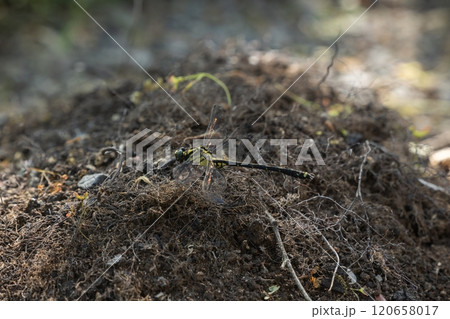 栃木県(とんぼ) 120658017