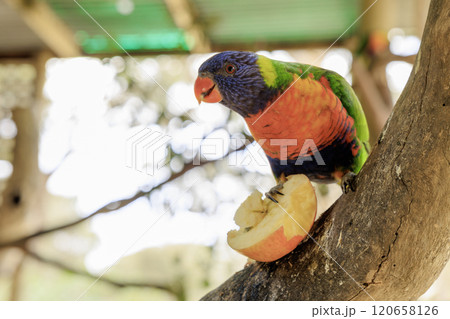 オーストラリアに棲息するレインボーロリキート オーストラリアに棲息するレインボーロリキート 120658126