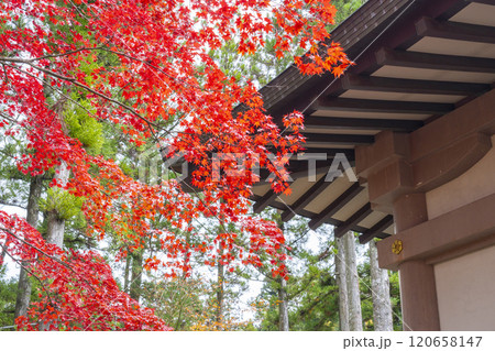 秋の高野山霊宝館 120658147