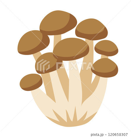 ぶなシメジ　キノコ　野菜　しめじ 120658307