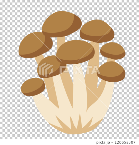 ぶなシメジ　キノコ　野菜　しめじ 120658307