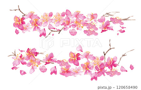水彩画。水彩タッチの桜のベクター背景。桜の和風背景。梅の花の手書きベクターイラスト。高級感のある和風 120658490