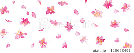 水彩画。水彩タッチの桜のベクター背景。桜の和風背景。梅の花の手書きベクターイラスト。高級感のある和風 120658491