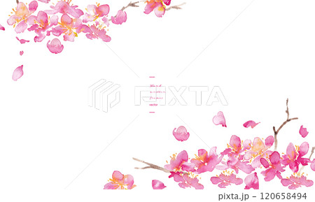 水彩画。水彩タッチの桜のベクター背景。桜の和風背景。梅の花の手書きベクターイラスト。高級感のある和風 水彩画。水彩タッチの桜のベクター背景。桜の和風背景。梅の花の手書きベクターイラスト。高級感のある和風 120658494