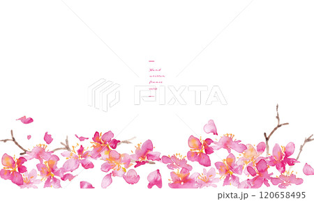 水彩画。水彩タッチの桜のベクター背景。桜の和風背景。梅の花の手書きベクターイラスト。高級感のある和風 120658495