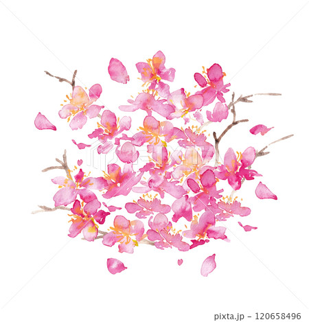 水彩画。水彩タッチの桜のベクター背景。桜の和風背景。梅の花の手書きベクターイラスト。高級感のある和風 120658496