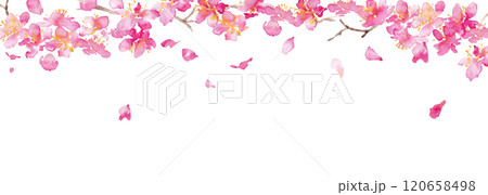 水彩画。水彩タッチの桜のベクター背景。桜の和風背景。梅の花の手書きベクターイラスト。高級感のある和風 水彩画。水彩タッチの桜のベクター背景。桜の和風背景。梅の花の手書きベクターイラスト。高級感のある和風 120658498